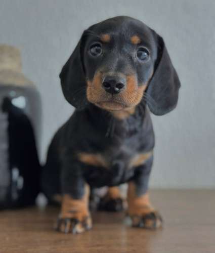 Hermoso Dachshund Salchicha 
