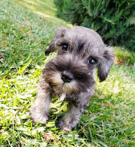 Schnauzer Sal pimienta Hermosos - Imagen 2
