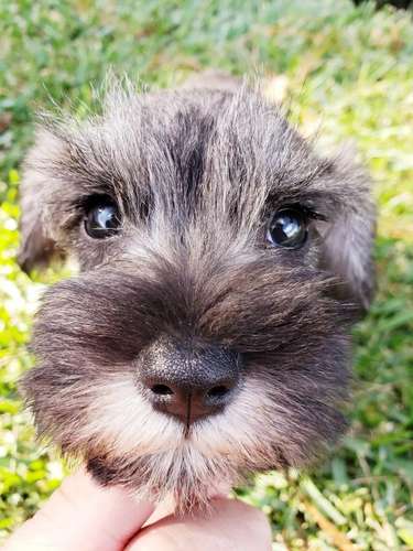 Schnauzer Sal pimienta Hermosos