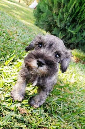 Schnauzer Sal pimienta Hermosos - Imagen 3