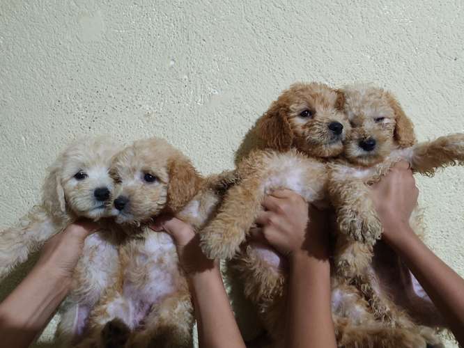 Vendo Hermosos frech poodle 