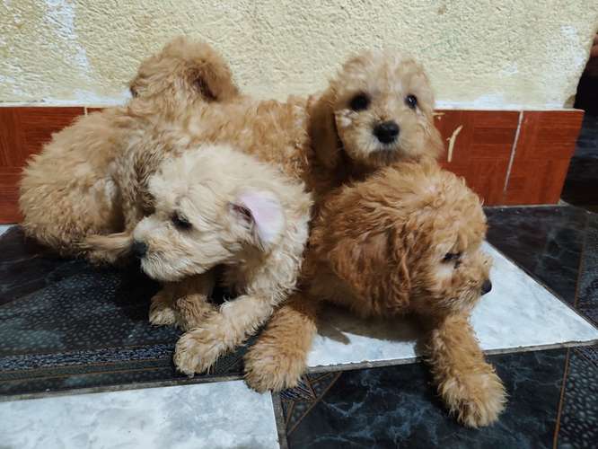 Vendo Hermosos frech poodle 