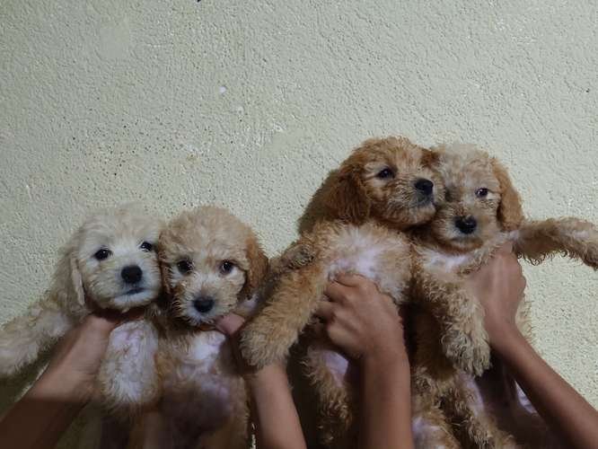 Vendo Hermosos frech poodle 