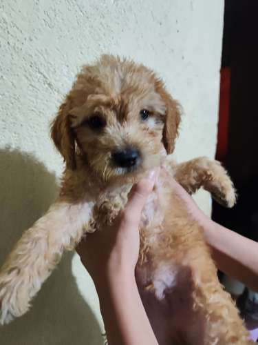 Vendo Hermosos frech poodle 