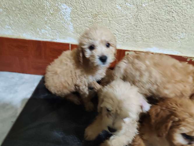 Vendo Hermosos frech poodle 
