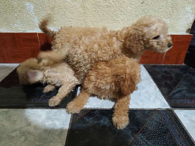 Vendo Hermosos frech poodle 