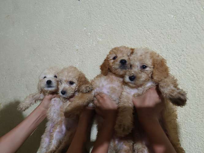 Vendo Hermosos frech poodle 