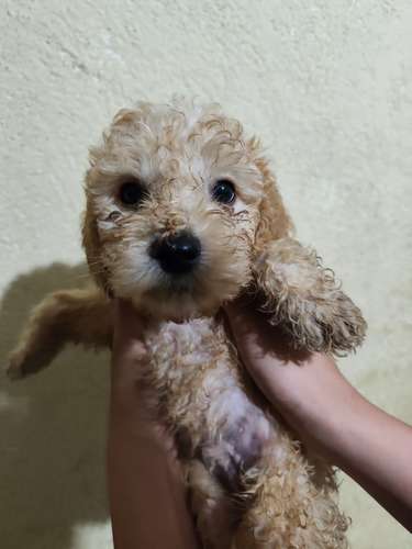 Vendo Hermosos frech poodle 