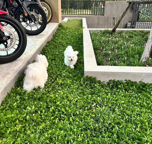 Hermosa Maltese de 6 meses 