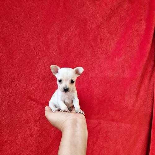 Chihuahua de bolsillo 