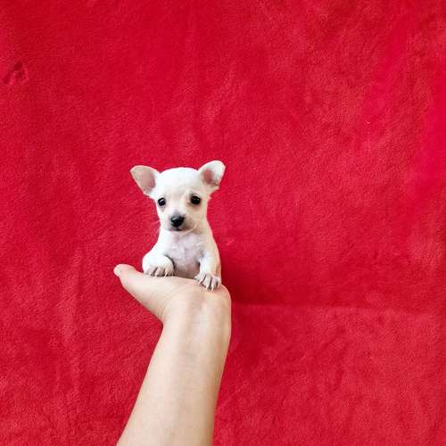 Chihuahua de bolsillo 