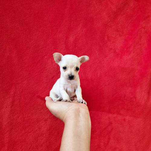 Chihuahua de bolsillo 