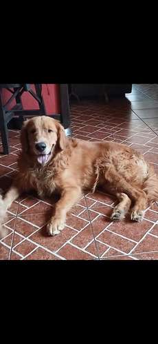 Golden Retriever 