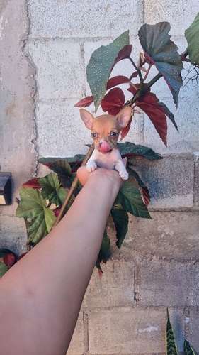 Chihuahua de bolsillo 