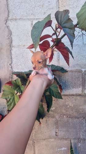 Chihuahua de bolsillo 