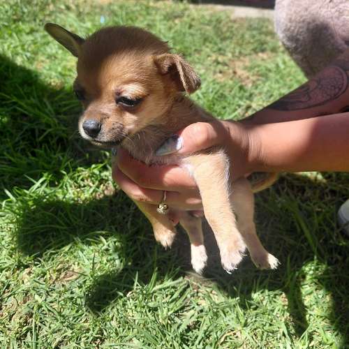 Chihuahuas de cabeza manzana 