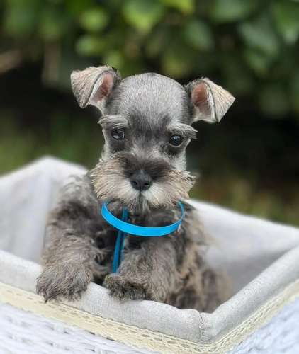 Schnauzer mini