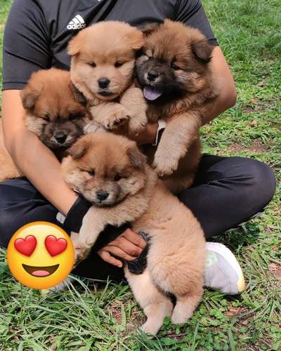 Chow Chow  - Imagen 4