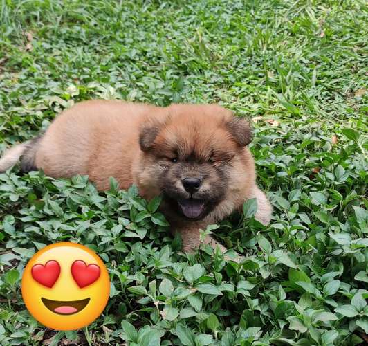 Chow Chow  - Imagen 2