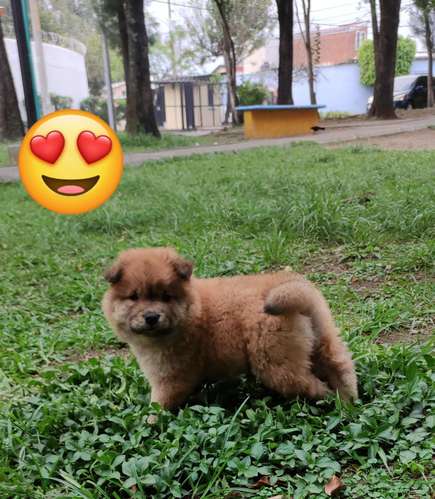 Chow Chow  - Imagen 5