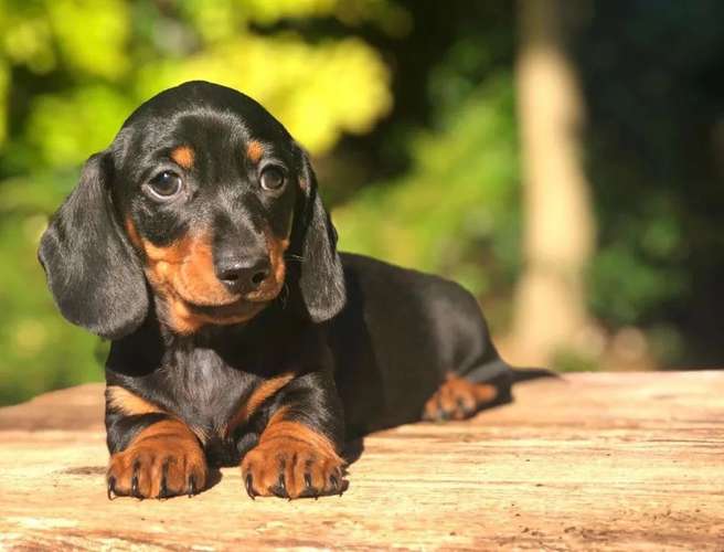 Dachshund Salchicha  - Imagen 3