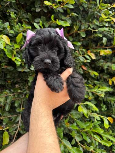 Goldendoodle  - Imagen 3