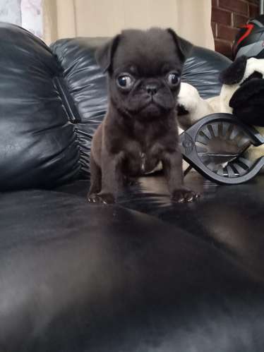 Cachorro pug - Imagen 2
