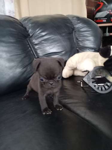 Cachorro pug