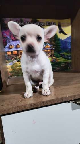 Chihuahua de bolsillo  - Imagen 3