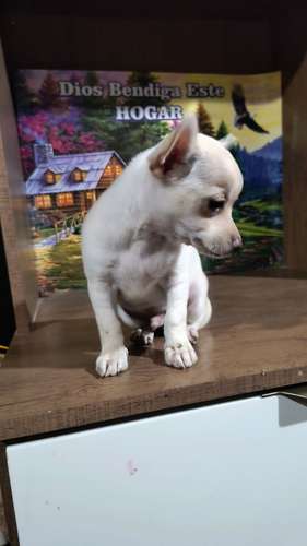 Chihuahua de bolsillo  - Imagen 2