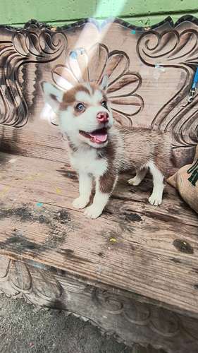 Husky siberiano manto rojo