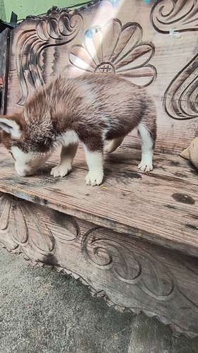 Husky siberiano manto rojo - Imagen 4