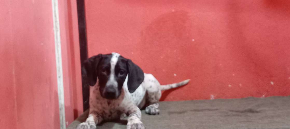 Dalmata - Imagen 5