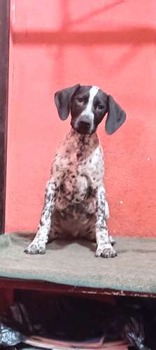 Dalmata - Imagen 2