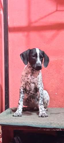 Dalmata - Imagen 4