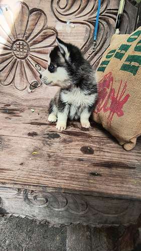 Husky siberiano  - Imagen 3