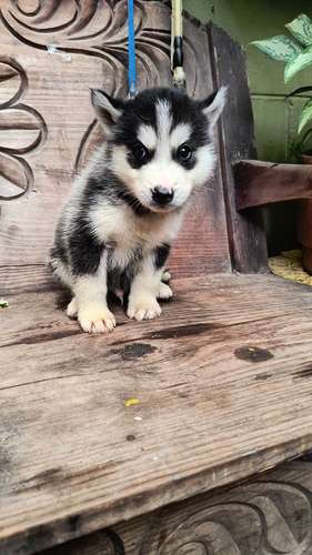 Husky siberiano  - Imagen 3
