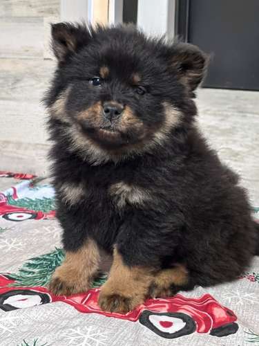Chow Chow 