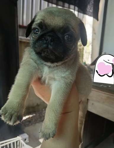 Pug Machos y Hembras  - Imagen 2