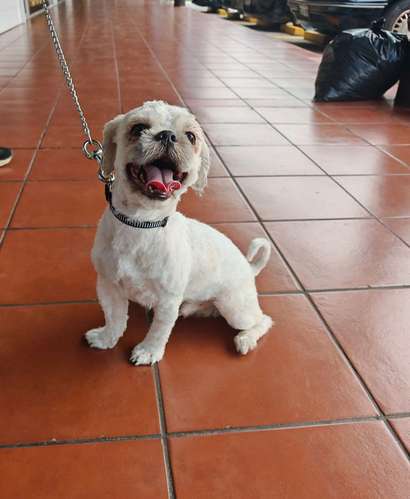 Hermoso shitzu macho de 10 meses - Imagen 2