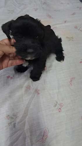 schnauzer miniatura  - Imagen 3