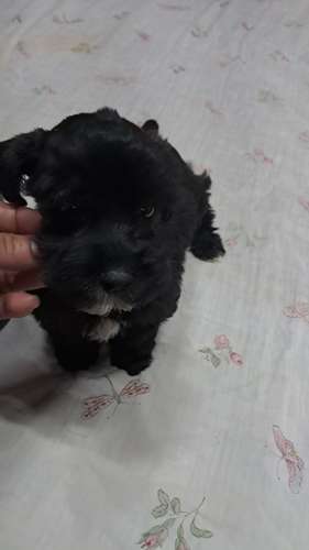 schnauzer miniatura 