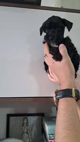 schnauzer miniatura  - Imagen 2