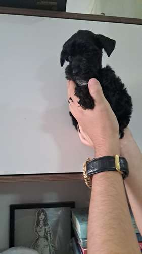 schnauzer miniatura 