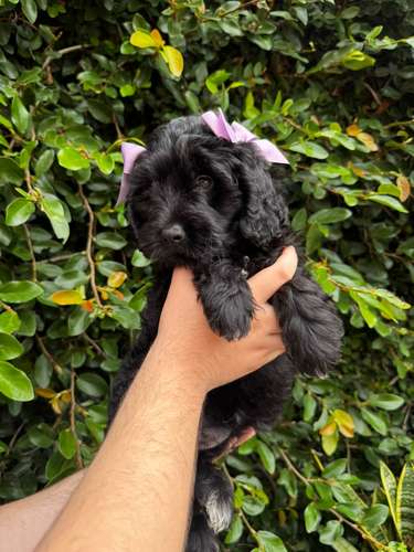 Linda Goldendoodle 
