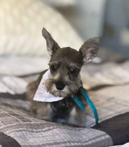 Schnauzer Macho  - Imagen 2