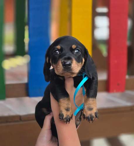 Dachshund Salchicha