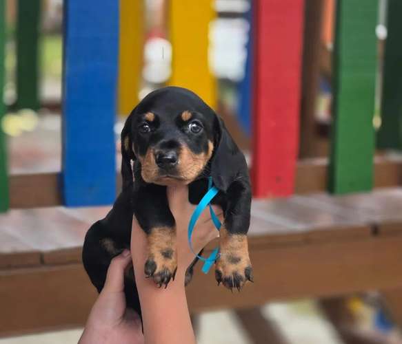 Dachshund Salchicha - Imagen 2