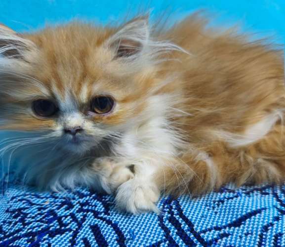 Gato persa