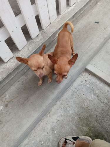 Chihuahuas  - Imagen 3